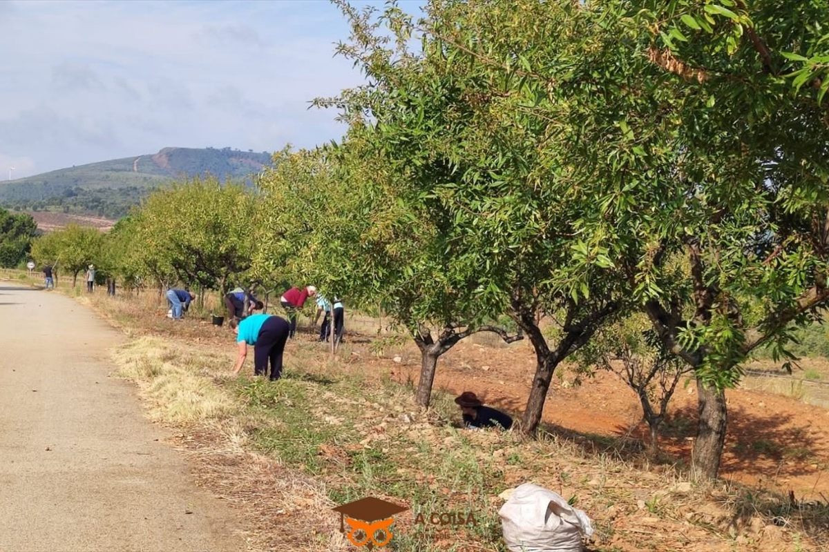 Grupo a apanhar amêndoa sob as amendoeiras, junto a um caminho de terra