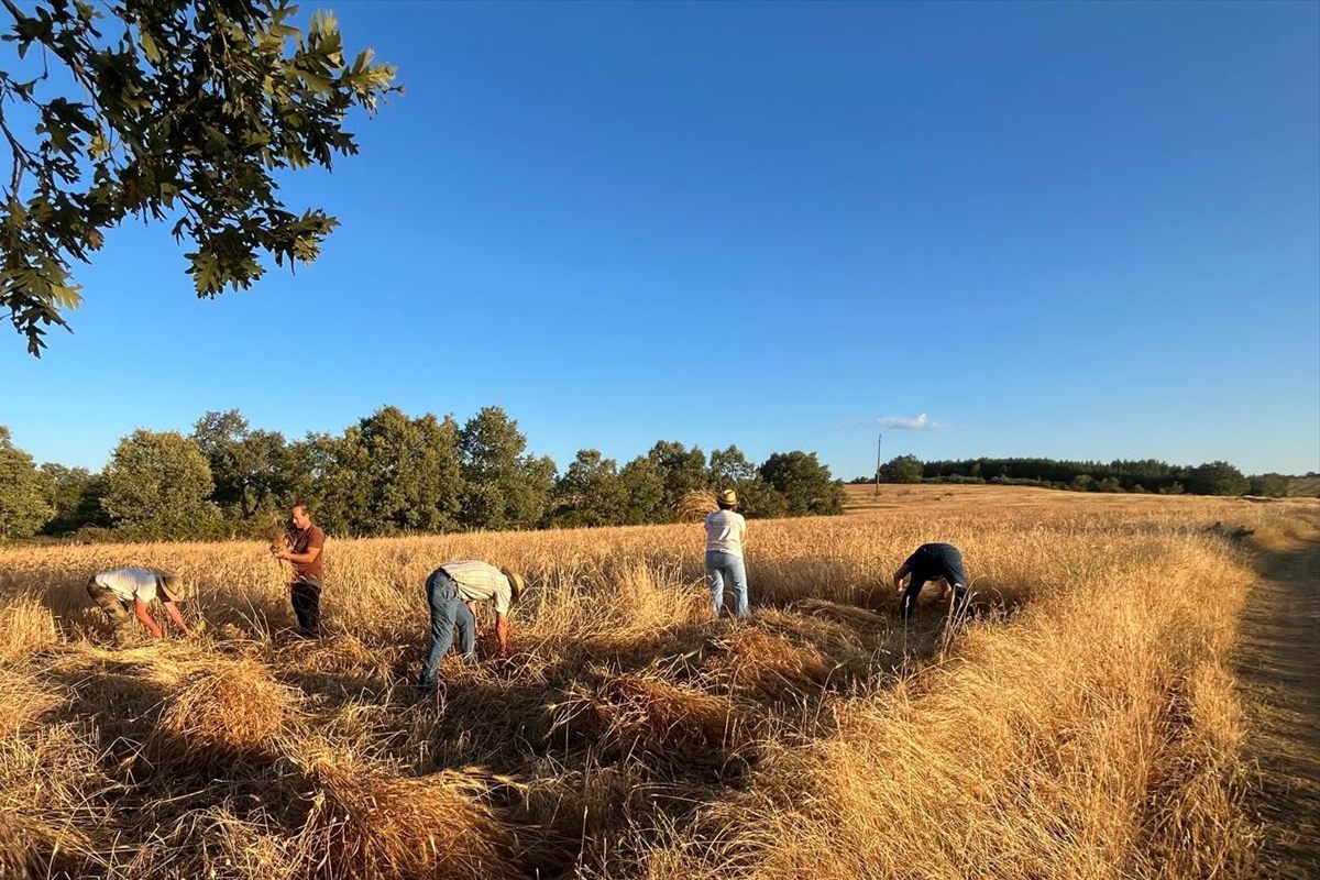 Grupo a segar cereal à mão num campo dourado, ao fim da tarde